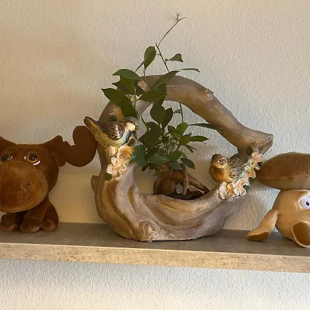 Der Falkenhorst Daire Bad Sachsa